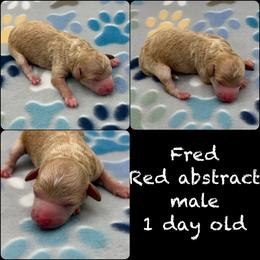 Fred - Red  male Poodle puppy in Wheatland, California from Sapphire Ridge Poodles
