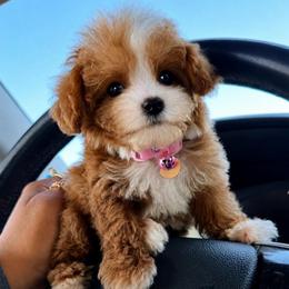 TILLIE - Apricot female Maltipoo puppy in Sugar Land, Texas from Celebrity Maltipoos