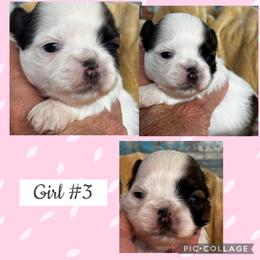 Macy - Black and white female Shih Tzu puppy in Claremont, California from Lovable Shih Tzus