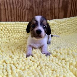 Smudge - Cream male Dachshund puppy in Wolf Lake, Indiana from Canisteo Dachshunds