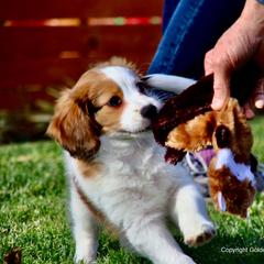 Nederlandse Kooikerhondje Puppies from Golden Gate Kooikers