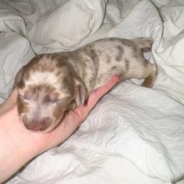 Daphne - Dapple female Dachshund puppy in Eufaula, Alabama from B’s Dachshunds
