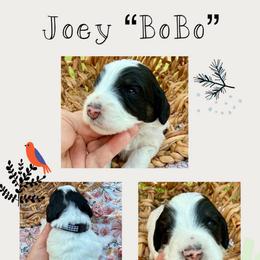 Joey - Black and white male Bernedoodle puppy in Chattanooga, Tennessee from Scenic City Doodles