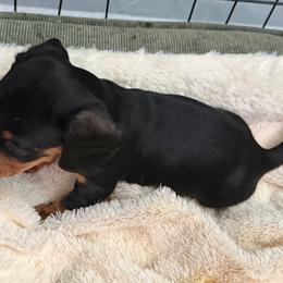 Gracie - Black and tan female Dachshund puppy in St Johns, Arizona from Glamorous Doxies