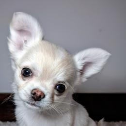 Mercy - Cream and white female Chihuahua puppy in Callao, Virginia from Grace & Glory Chihuahuas