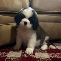 Purple Collar - Brown and white female Saint Bernard puppy in New York from Johnson Farms