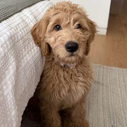 Tank - Cream male Goldendoodle puppy in Brandon, Florida from Murphys Doodles