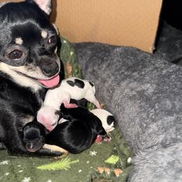 Fifi - Chihuahua