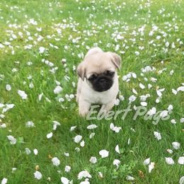 Golden Retriever and Pug Puppies from Ebert Pugs