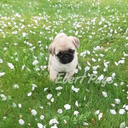 Golden Retriever and Pug Puppies from Ebert Pugs