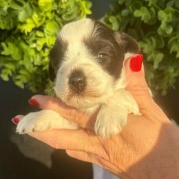 Green girl - Parti female Miniature Schnauzer puppy in Oneonta, Alabama from Murphree Valley Kennels