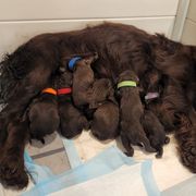 Boykin Spaniel Puppies from MaryAlice's Boykin Spaniels