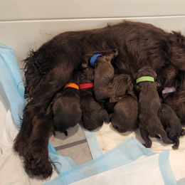 Boykin Spaniel Puppies from MaryAlice's Boykin Spaniels