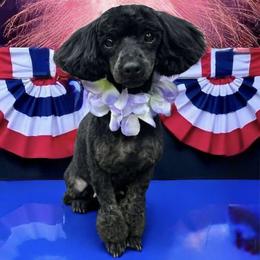 Allie - Poodle