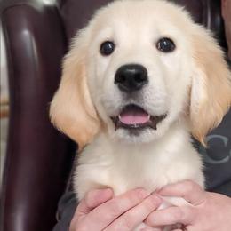 Black Collar - Golden male Golden Retriever puppy in Sandy, Utah from Golden Meadows of Utah