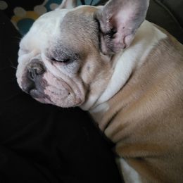 French Bulldogs from Proud French Bulldogs