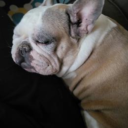 French Bulldogs from Proud French Bulldogs