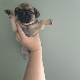 Sable - Fawn female Pug puppy in Auburn, Kentucky from Prentice Family Pugs