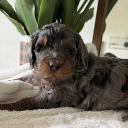 White Boy - Blue merle male Bernedoodle puppy in Fort Gibson, Oklahoma from Waggle Doodles
