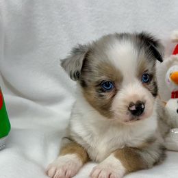 7 Pup - Blue merle male Miniature American Shepherd puppy in South Branch, Michigan from Ross Ranch Mini and Standard Aussie's