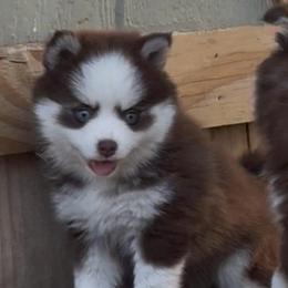 Faith - Chocolate female Pomsky puppy in Spring Hill, Florida from PDQ Pomskies