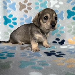 Tally - Wild boar and cream female Dachshund puppy in Temple, Texas from Brit’s Doxie Crossing