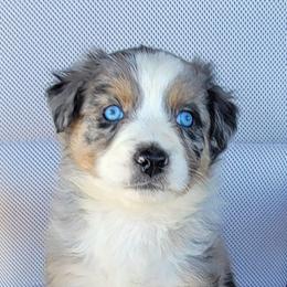 Australian Shepherd, Shichon, and Shihpoo Puppies from Pilot Hill Teddy Bear Puppies