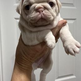 Boy 4 - male Pug puppy in Lufkin, Texas from Pug Perfection Puppies