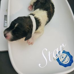 Star - Parti female Poodle puppy in Mobile, Alabama from Semmy’s Standard Poodle LLC