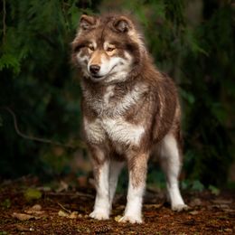 Heidi - Siberian Husky