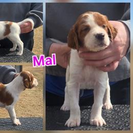Girl 4 - Red and white female Irish Red and White Setter puppy in Glenwood City, Wisconsin from NyaStar