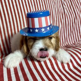 Boy 2 - male Cavapoo puppy in Springfield, Missouri from Ozark Mountain Cavaliers