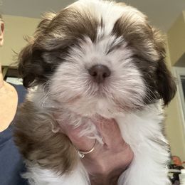 Dingo lime green - Chocolate male Shih Tzu puppy in Temple, Pennsylvania from Kathy Diego's Shih Tzus