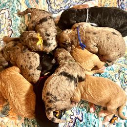 Goldendoodle Puppies from Doodles Are Golden