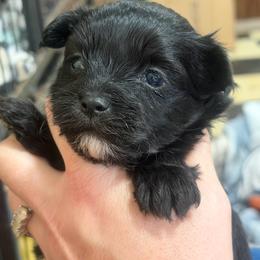 Pepper - Black male Morkie puppy in Winston Salem, North Carolina from Bandy Morkies