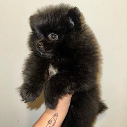 Diamond - Black male Pomeranian puppy in Springfield, Missouri from Hope Mountain Pomeranians
