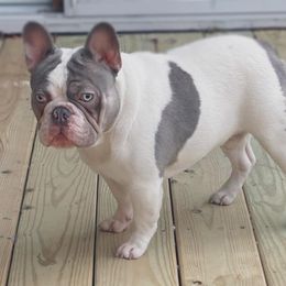 Levi - French Bulldog