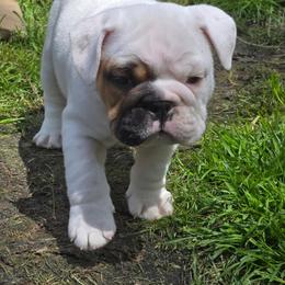 Phil - White male Bulldog puppy in Strongsville, Ohio from Magnifique Bulldogs