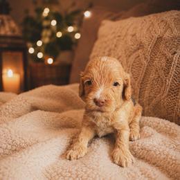 Toby (Keith) - Caramel cream male Australian Labradoodle puppy in Millville, California from Hope Lane Kennels