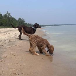 Goldendoodle Puppies from Hannah Mae Doodles
