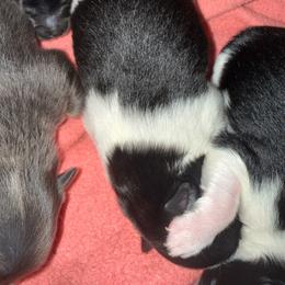 Piper - Black parti female Pomeranian puppy in Costa Mesa, California from Wheresmil0