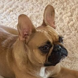 Maddie - French Bulldog