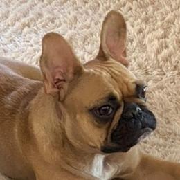 Maddie - French Bulldog