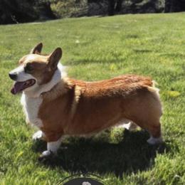 Kane - Pembroke Welsh Corgi