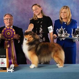Shetland Sheepdogs from Karisma