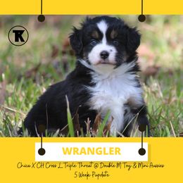 Australian Shepherd, Miniature Australian Shepherd, and Toy Australian Shepherd Puppies from TK Standard, Mini, & Toy Aussies