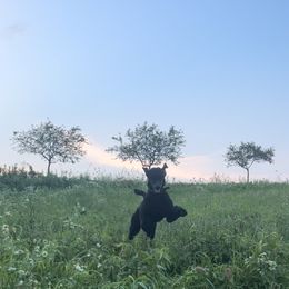 Miniature Schnauzer and Poodle All Grown Up from Bewitching Kennels