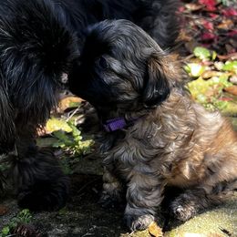 Shih Tzus from Orr Pups