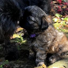 Shih Tzus from Orr Pups