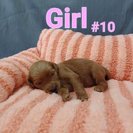 Goldendoodle Puppies from Georgetown designer dogs and purebred puppies